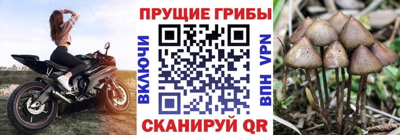 Галлюциногенные грибы Psilocybine cubensis  Гагарин 